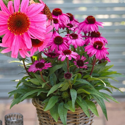 Echinacea 'SUNMAGIC Hot Pink' - Siilkübar 'SUNMAGIC Hot Pink' P9/0,55L